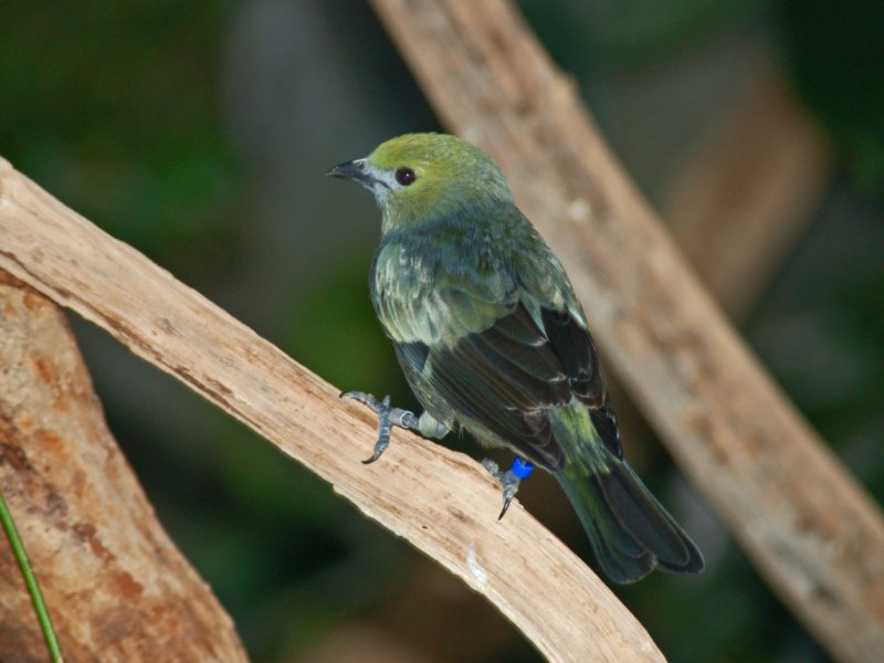 Alcuni piccoli uccelli da identificare